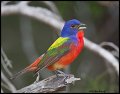 _2SB3056 painted bunting